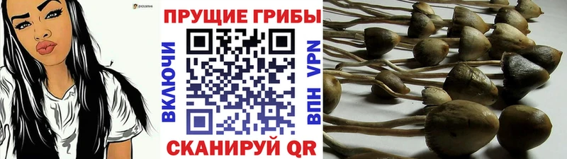 Купить  Малоярославец  Галлюциногенные грибы Psilocybine cubensis 